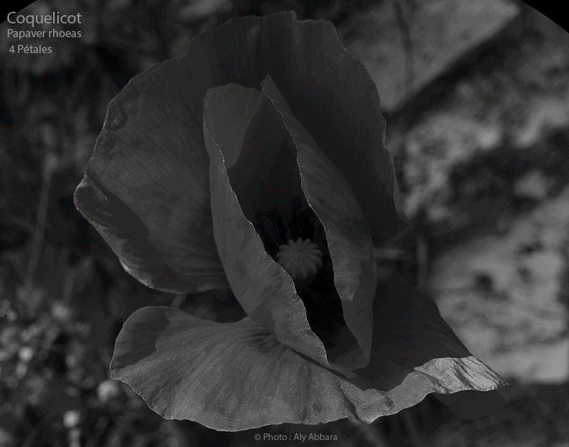 Grand-coquelicot ou Papaver rhoeas - fleur à quatre pétales, deux interne et deux  externes