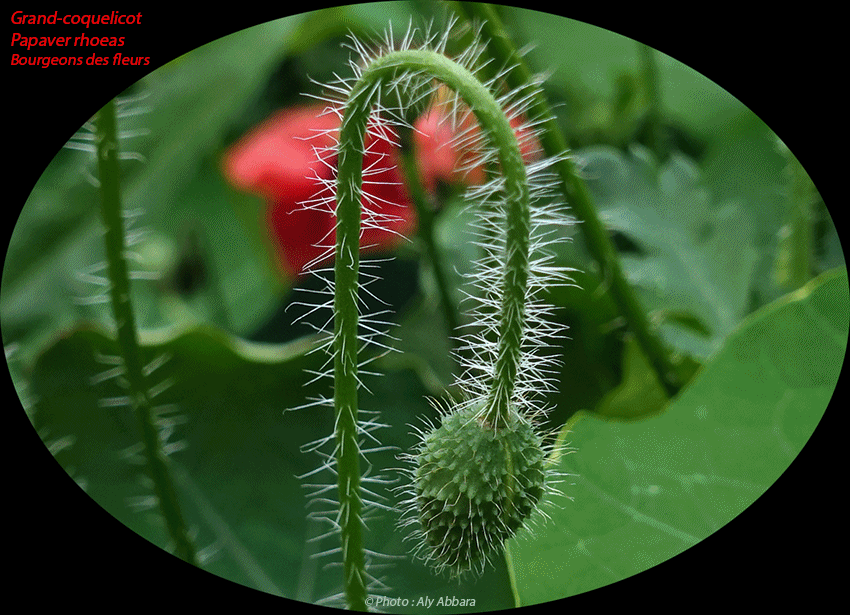 Grand-coquelicot - Papaver rhoeas - Bourgeons des fleurs - الشَقيق - شَقائق النُعمان - الخَشْخاش المَنْثور من فصيلة الخَشْخاشيات - براعم الأزهار