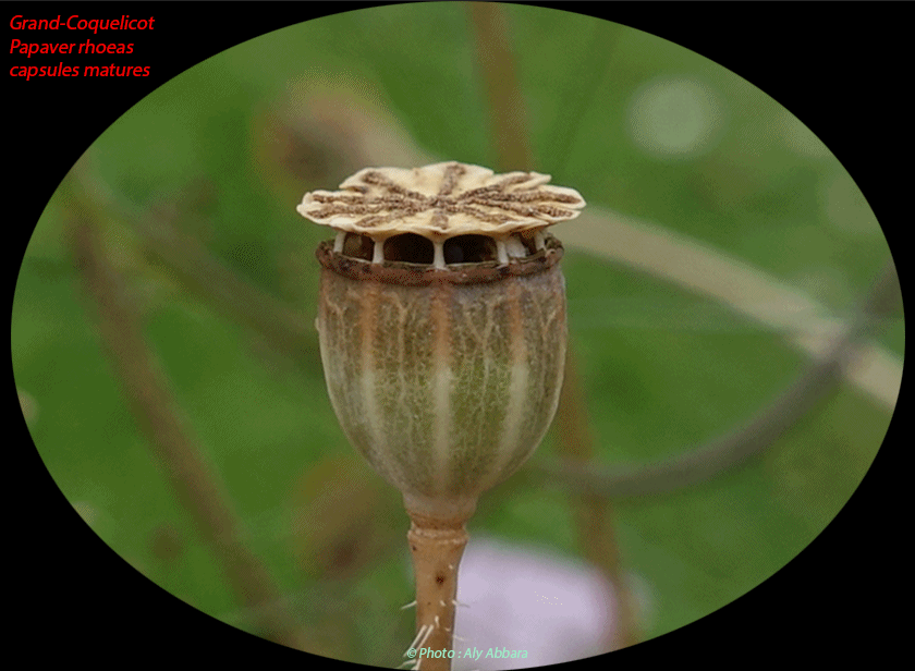 Grand-coquelicot - papaver rhoeas - Capsules matures