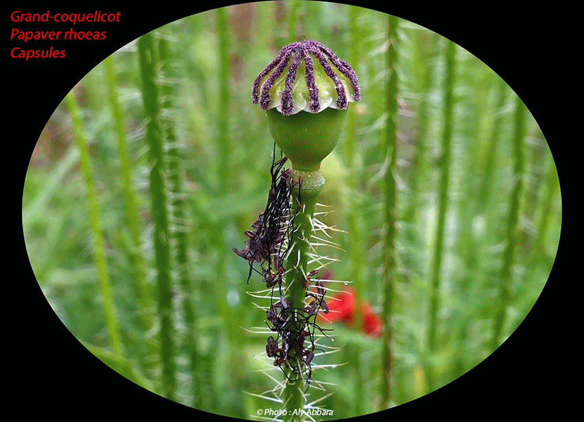 Grand-coquelicot - Papaver rhoeas - Le fruits - capsules - الشَقيق - شَقائق النُعمان - الخَشْخاش المَنْثور من فصيلة الخَشْخاشيات - الثمار أو المحافظ