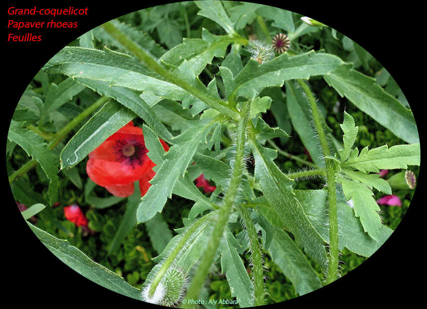 Grand-coquelicot - Papaver rhoeas - Les feuilles de plante - الشَقيق - شَقائق النُعمان - الخَشْخاش المَنْثور من فصيلة الخَشْخاشيات - أوراق النبات