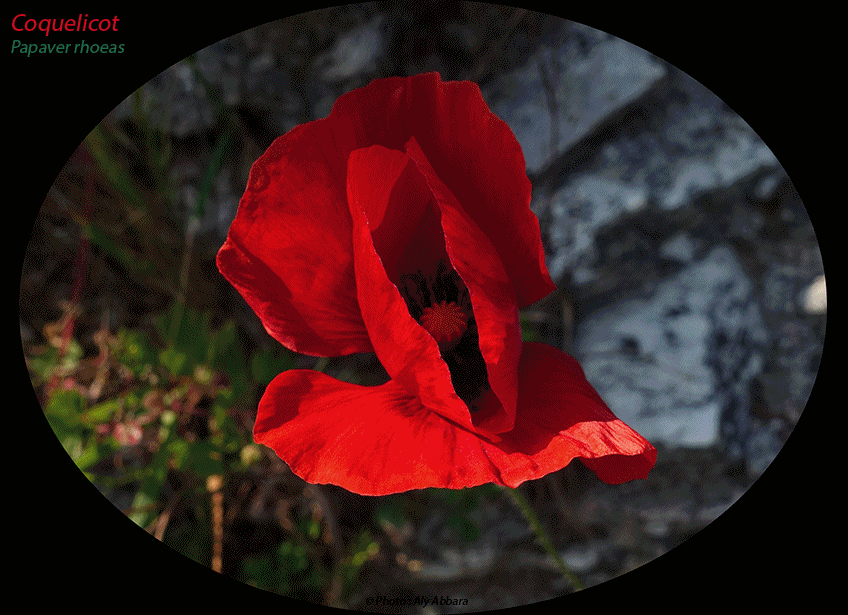 Grand-coquelicot ou Papaver rhoeas