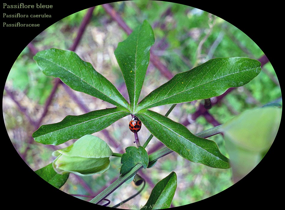 Passiflore bleue - les différents aspects des feuilles de la plantes
