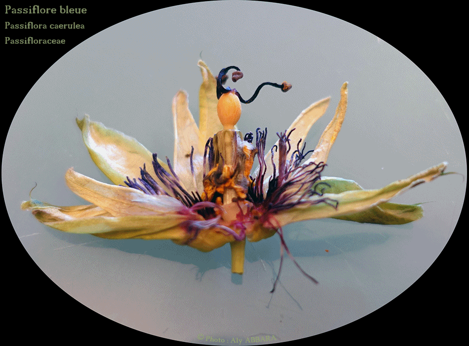 Passiflore bleue - les différents aspects des feuilles de la plantes