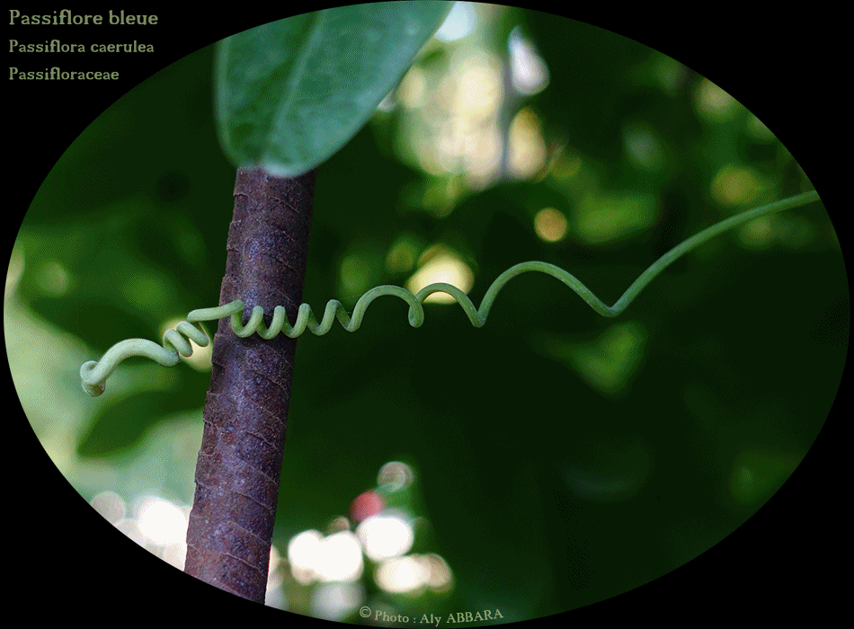 Passiflore bleue - les différents aspects des feuilles de la plantes