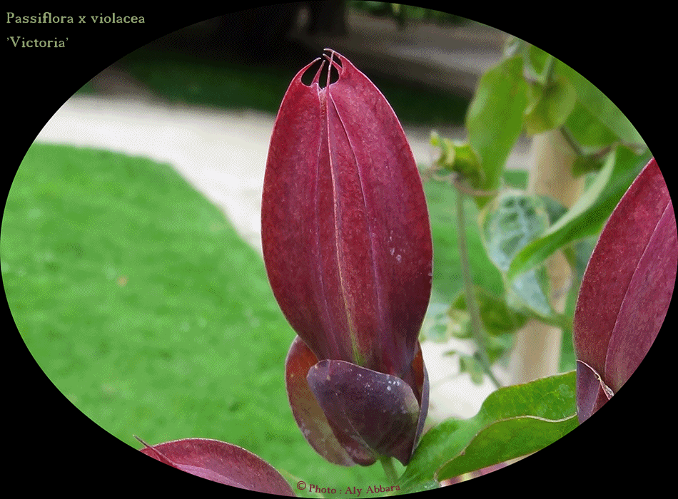 Passiflore violacée - Passiflora violacea - Victoria