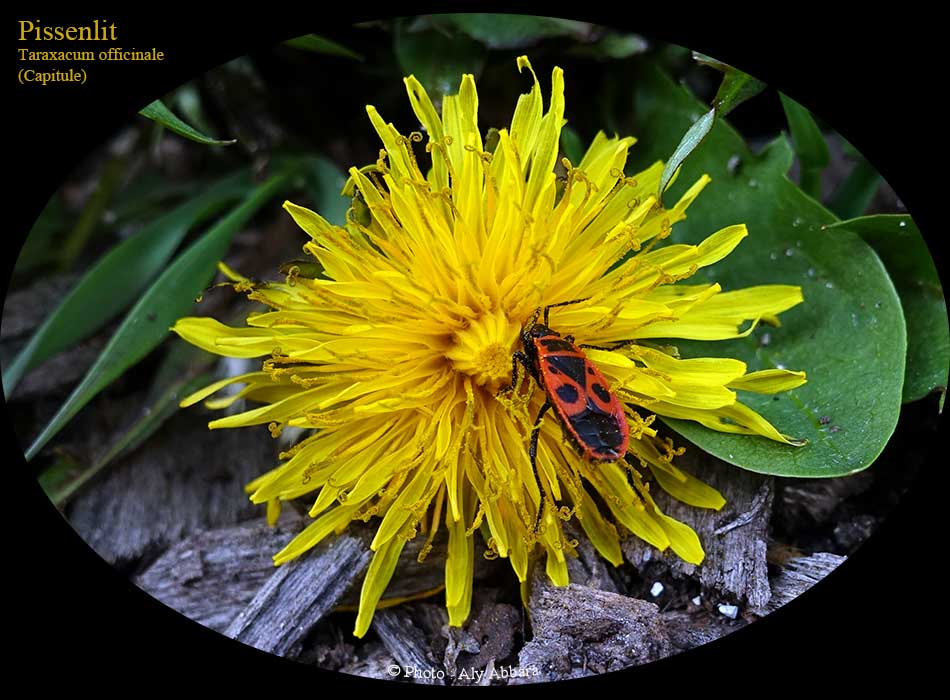 Capitules du Pissenlit ou Taraxacum officinale - Famille des Asteraceae ou des Composées - الهِنْدَب أو الهِنْدِباء البرِيَّة - من فصيلة النَجميات أو المرَكَبات