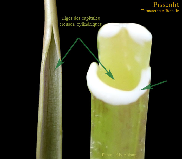 Les tiges des capitules et des akènes du Pissenlit ou Taraxacum officinale- الهِنْدَب أو الهِنْدِباء البرِيَّة - من فصيلة النَجميات أو المرَكَبات