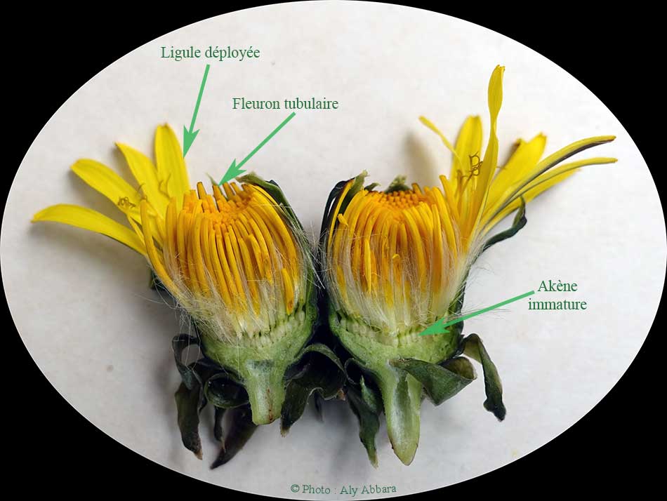 Evolution des fruits (akènes) du pissenlit