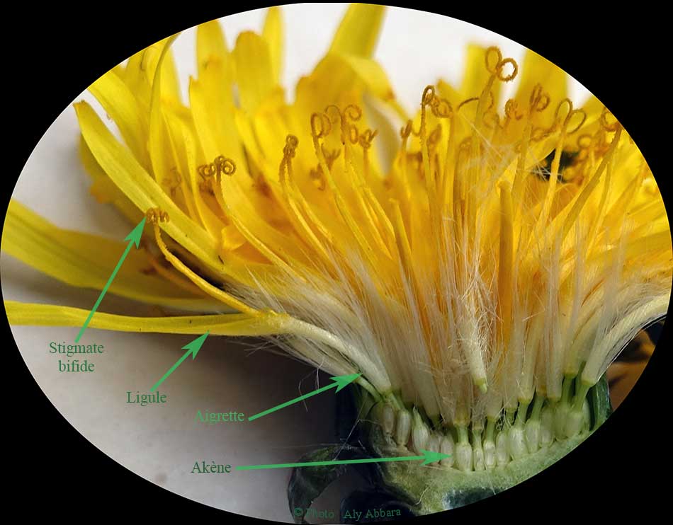 Evolution des fruits (akènes) du pissenlit