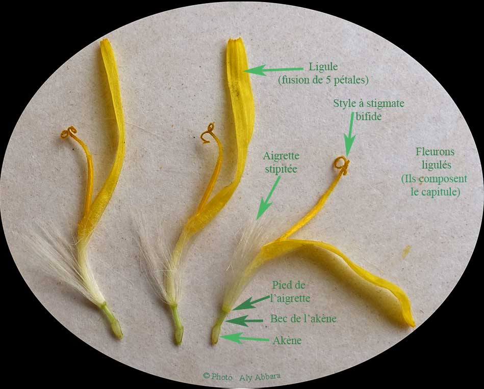 Evolution des fruits (akènes) du pissenlit