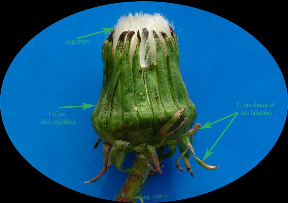 Evolution des fruits (akènes) du pissenlit