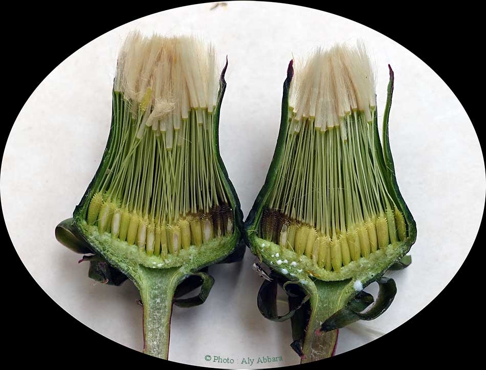 Evolution des fruits (akènes) du pissenlit