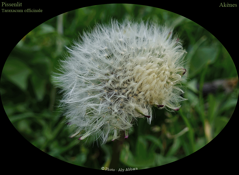 Capitules mûrs et akènes du Pissenlit ou Taraxacum officinale - Famille des Asteraceae ou des Composées - الهِنْدَب أو الهِنْدِباء البرِيَّة - من فصيلة النَجميات أو المرَكَبات