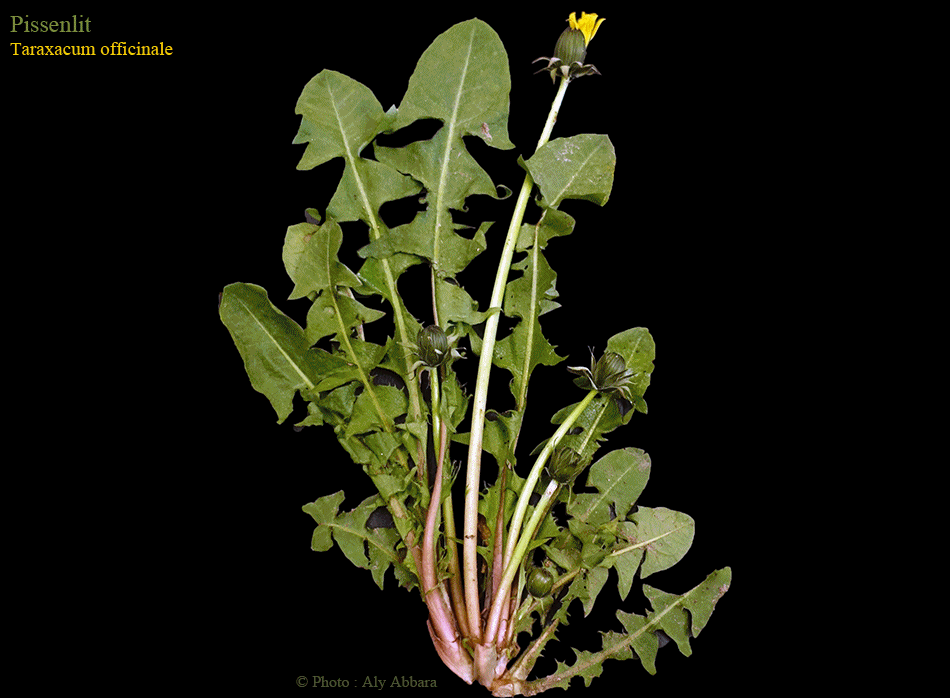 Pissenlit ou Taraxacum officinale - Famille des Asteraceae ou des Composées - الهِنْدَب أو الهِنْدِباء البرِيَّة - من فصيلة النَجميات أو المرَكَبات
