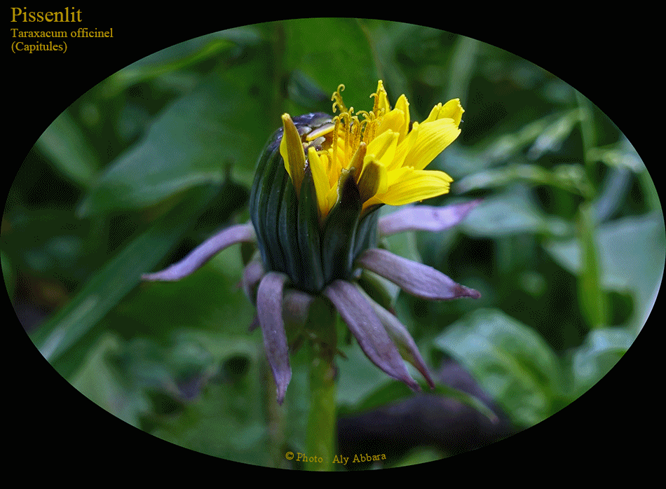 Pissenlit : capitules de la plantes au différents stade de développement