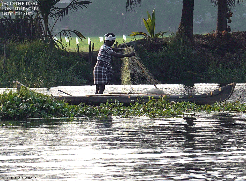 Jacinthe d'eau - Eichhornia crassipes - Eichhornia à pieds épais - Famille des Pontederiaceae - Pontédériacées - Invasion de l'environnement - Inde du Sud - les Backwaters, dans le Kerala
