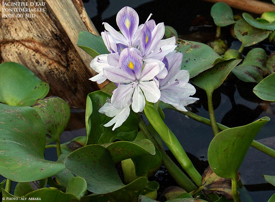 Jacinthe d'eau - Eichhornia crassipes - Eichhornia à pieds épais - Famille des Pontederiaceae - Pontédériacées - Description de la plante