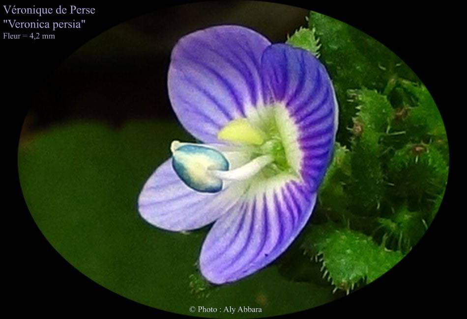 Véronique de Perse (Veronica persia) - famille des scrofulariacées - une fleur diandre  زهرة الحواشي الفارسية)
