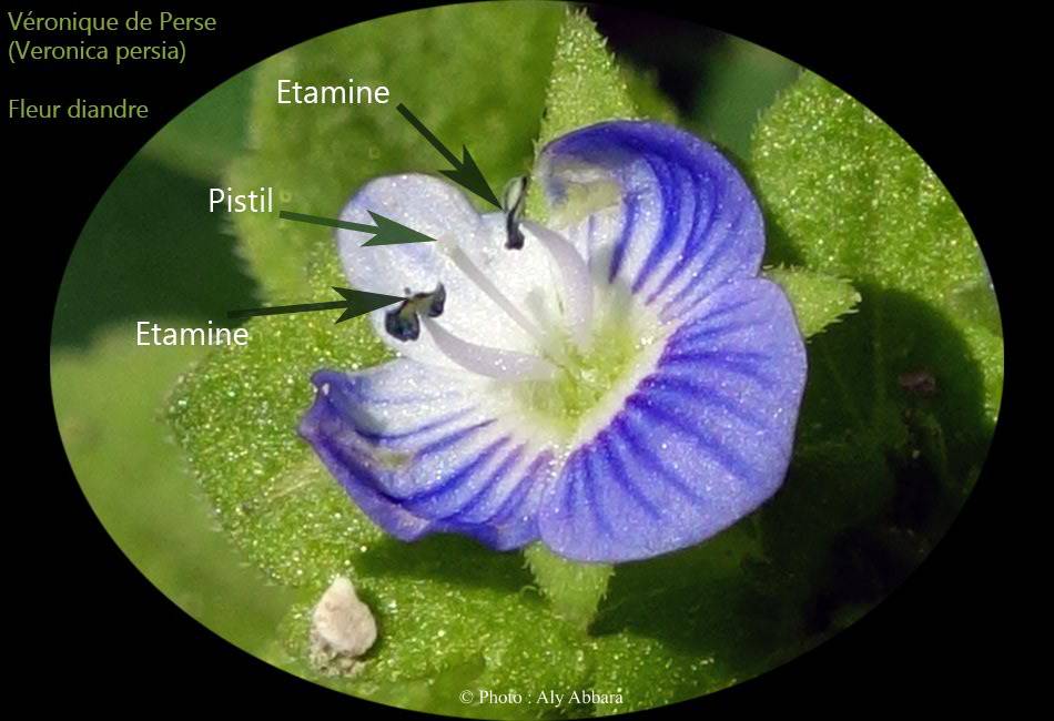 Véronique de Perse : fleur diandre (à deux étamines)