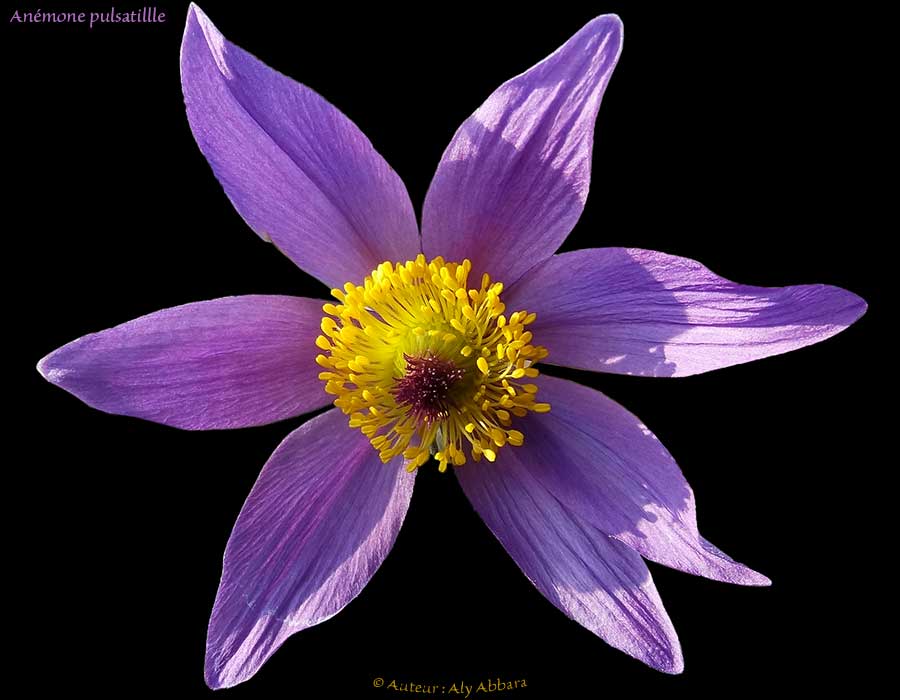 Anémone pulsatille - Pulsatille vulgaris  - الشُقَّار  - من فصيلة الشُقاريات أو الشَقيقيات