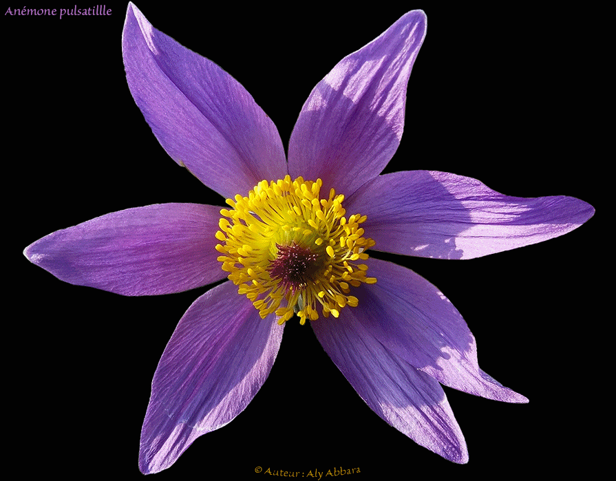 Anémone pulsatille - Pulsatille vulgaris  - الشُقَّار  - من فصيلة الشُقاريات أو الشَقيقيات