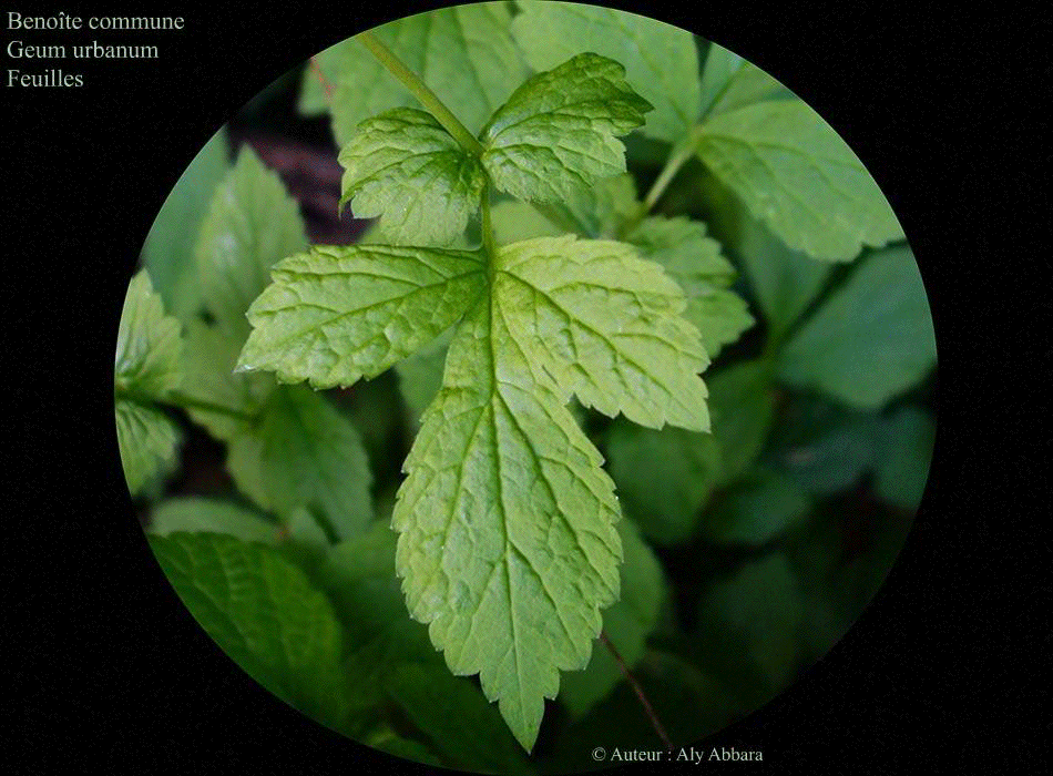 Benoîte commune (Geum urbanum) : les feuilles de la plante