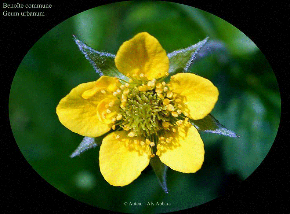 Benoîte commune (Geum urbanum) : fleurs de la plante