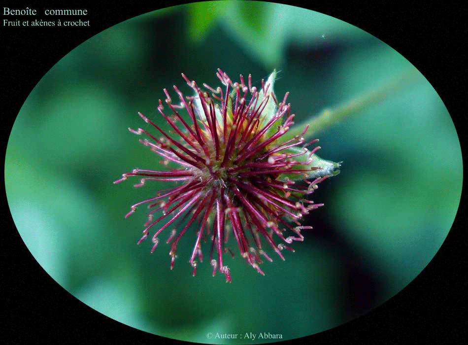 Benoîte commune (Geum urbanum) : le fruit et les akènes à crochet de la plante