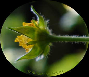 Benoîte commune : le calice et le calicule