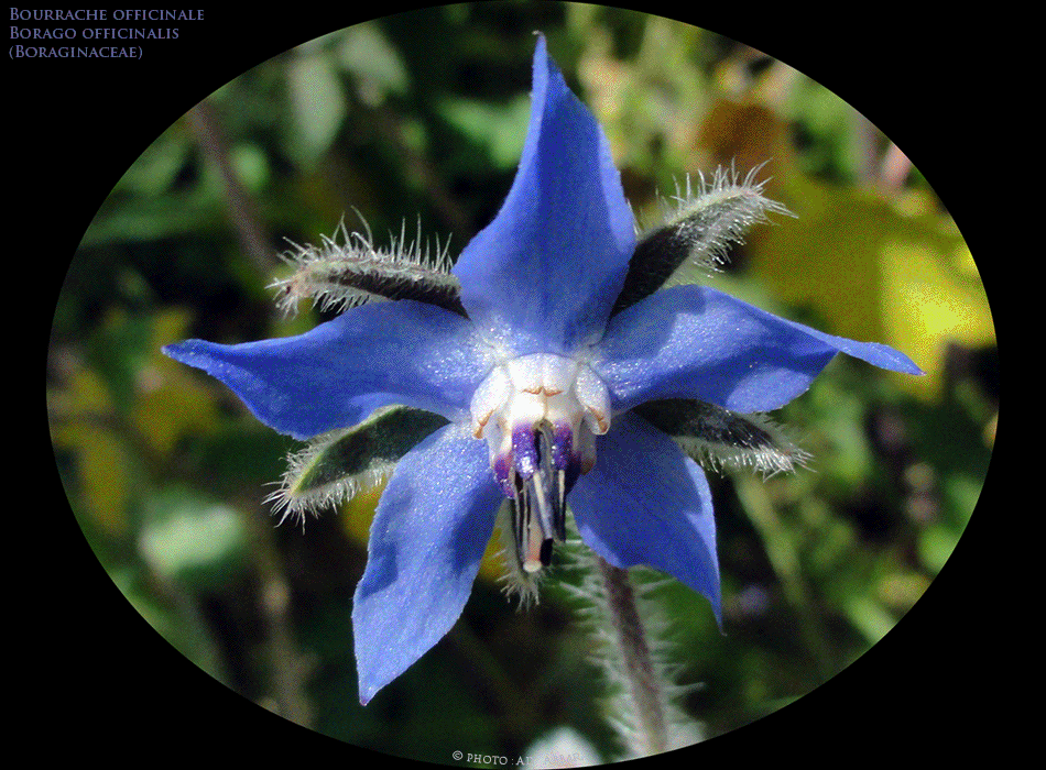 Bourrache officinale  - Borrago officinalis - Famille des Boraginacées