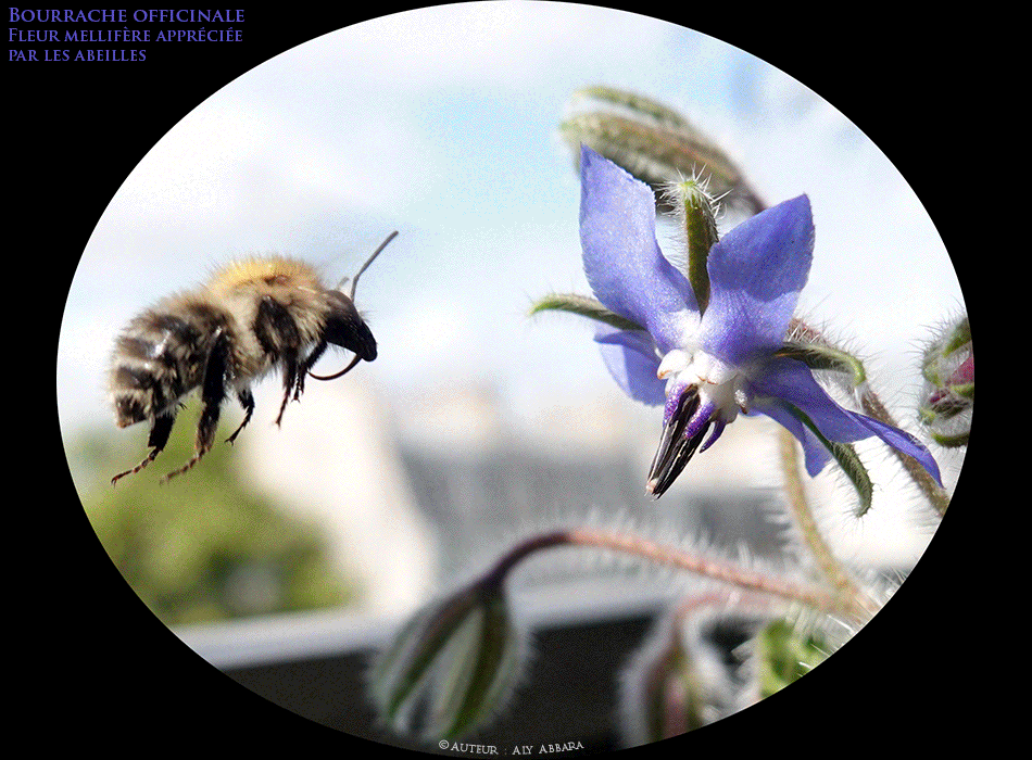 Bourrache officinale - Borrago officinalis - Plante mellifère, pain des abeilles - Famille des Boraginacées