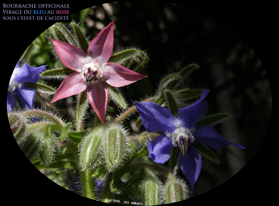 Bourrache officinale  - Borrago officinalis - bleu ou rose - rôle de l'anthocyane - Famille des Borraginacées