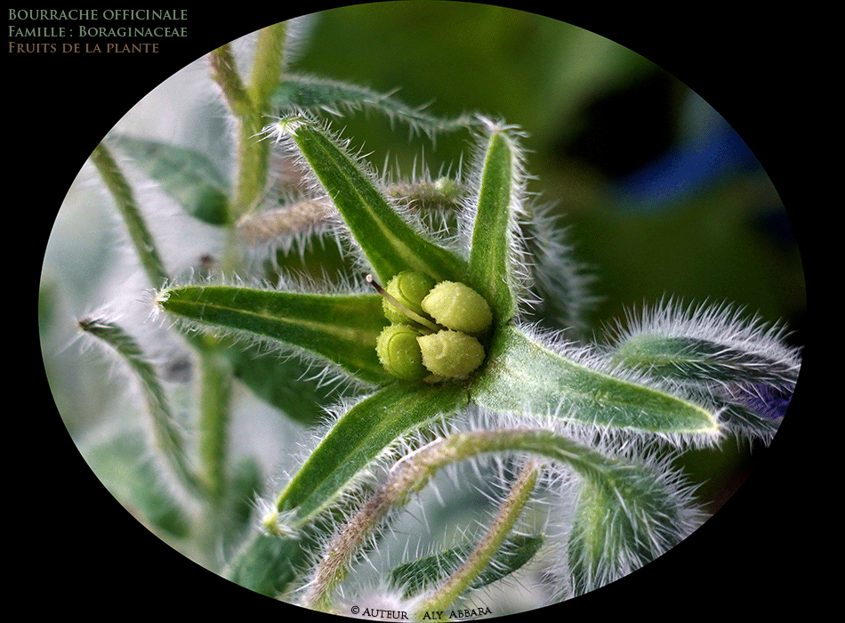 Bourrache officinale  - Borrago officinalis - Fruits (akènes ou graines) - Famille des Boraginacées