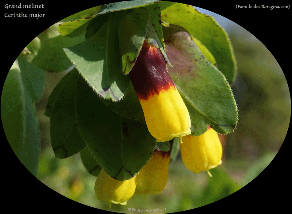 Grand-Mélinet - Fleur de cire - de la famille des Boraginacées