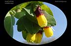 Grand-mélinet - Cerinthe major - Fleur de cire - de la famille des Boraginacées