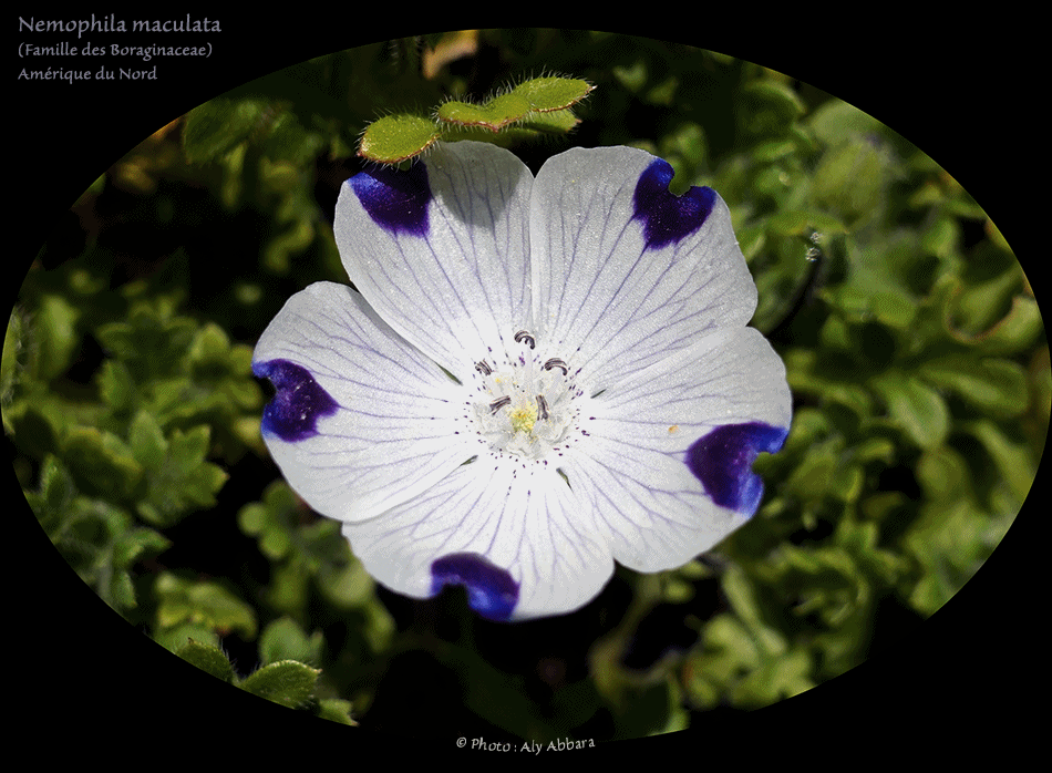 Némophile maculée - Nemophila maculata - qui aime le bois - de la famille de Boraginacées - Amérique du Nord
