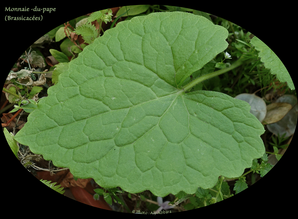 Monnaie-du-pape - Fruits de la plante ou silicules