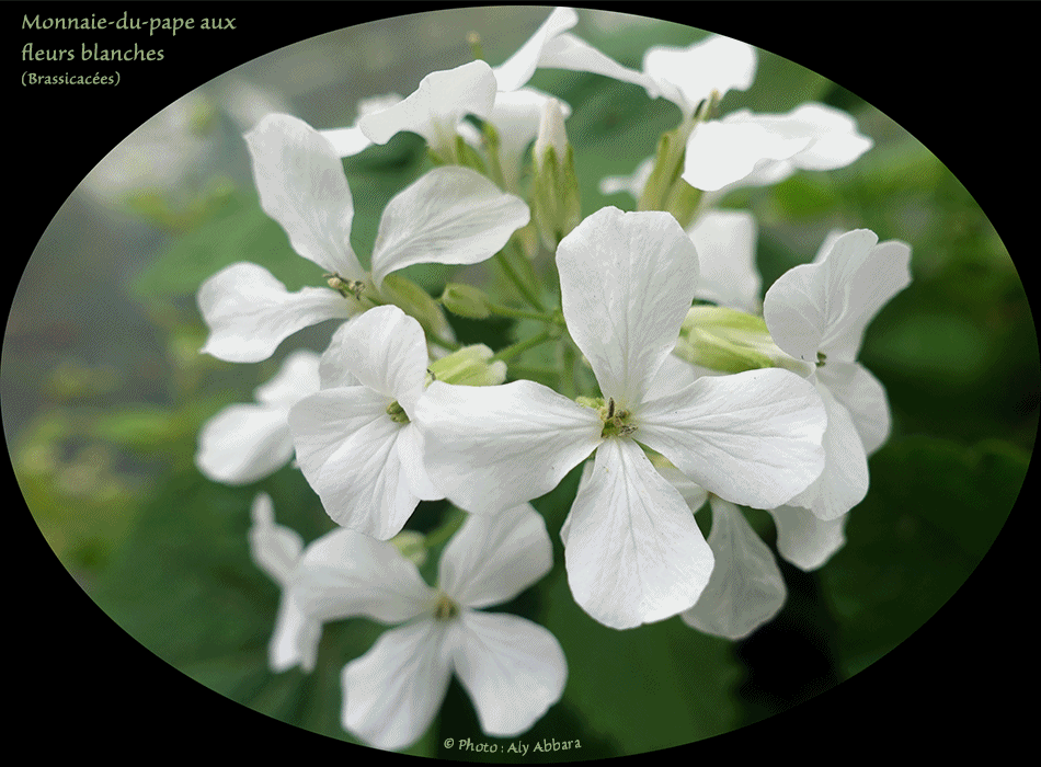 Monnaie-du-pape - Fleurs blanches