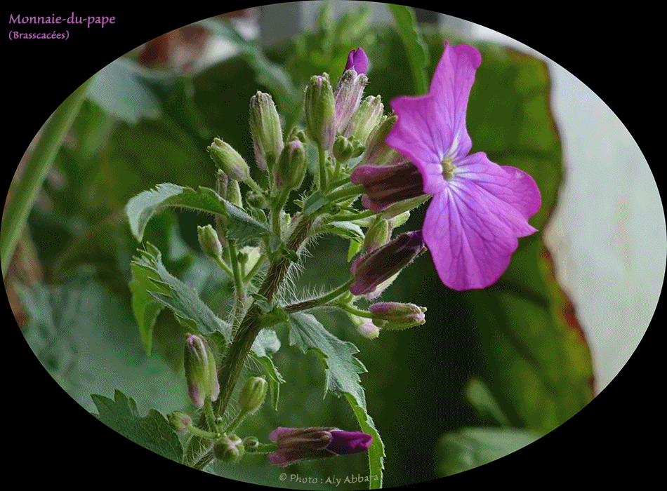 Clarkia concinna - Plante originaire des USA (Californie)