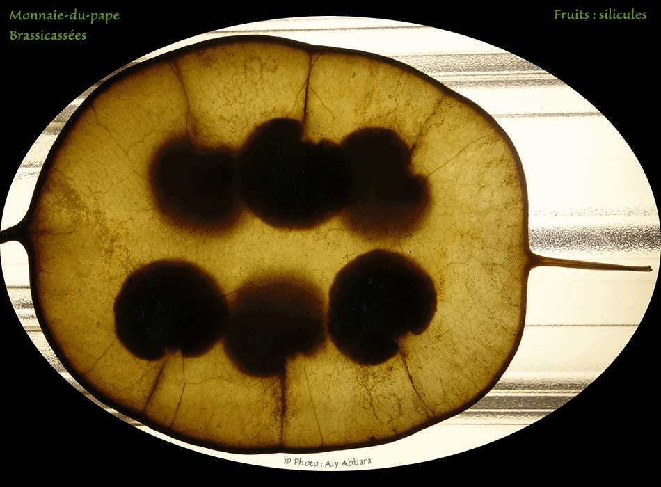 Monnaie-du-pape - Silicules et graines