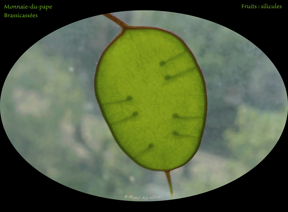 Monnaie-du-pape - Fruits de la plante ou silicules