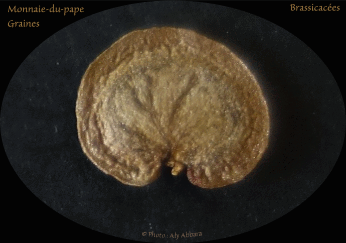 Monnaie-du-pape - Silicules et graines