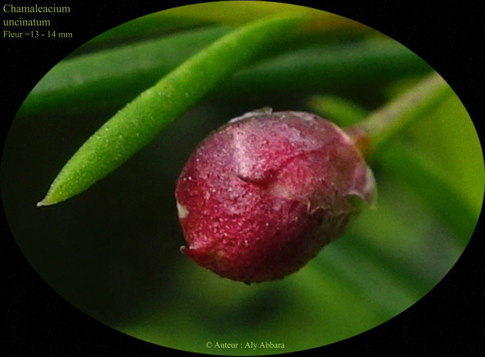 Chamaleacium uncinatum : la maturité d'une fleur