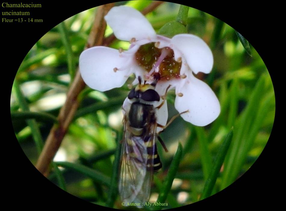 Chamaleacium uncinatum