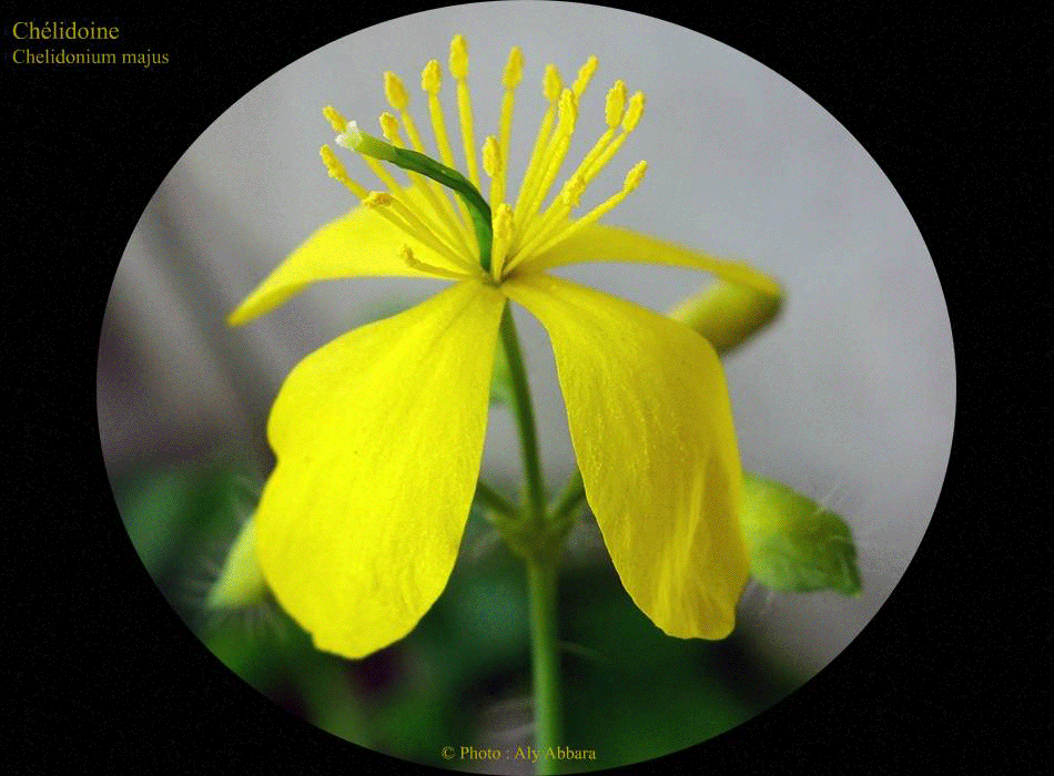 Chélidoine : le suc de la plante ; un latex corrosif de couleur jaune orange