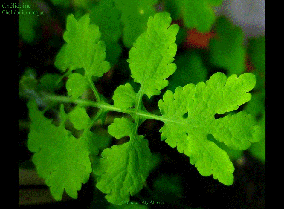 Chélidoine - feuilles