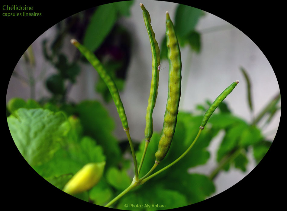Chélidoine : les siliques de la plante, ou les capsules allongées contenant les graines à appendice