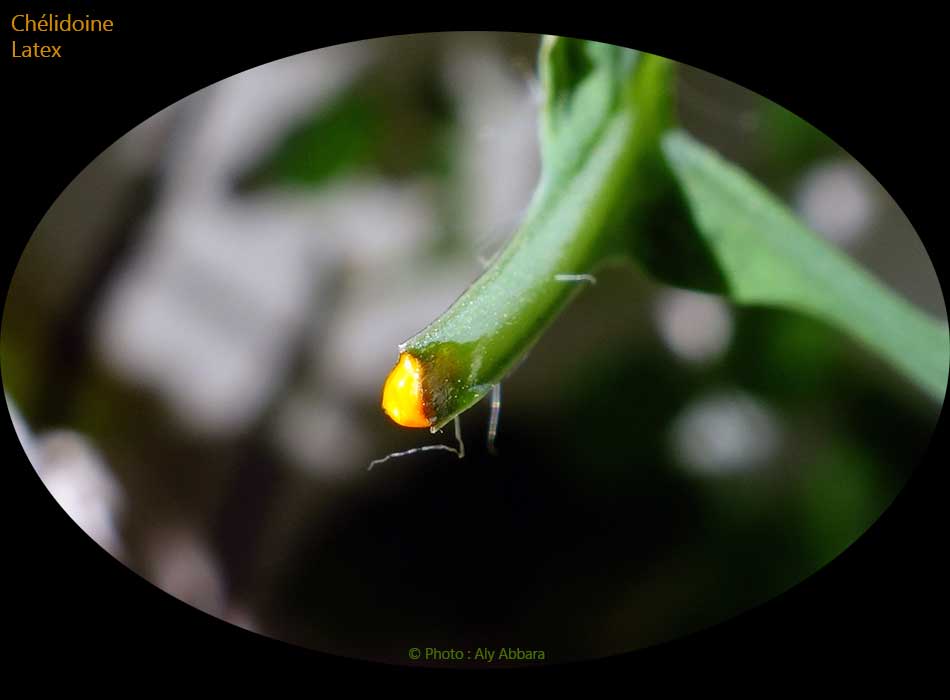 Chélidoine : le suc de la plante ; un latex corrosif de couleur jaune orange