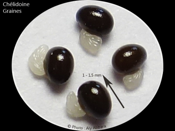 Chélidoine : les graines mures, à appendice